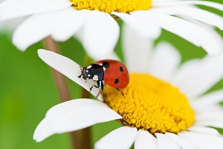 canyon-falls-ladybug.jpg