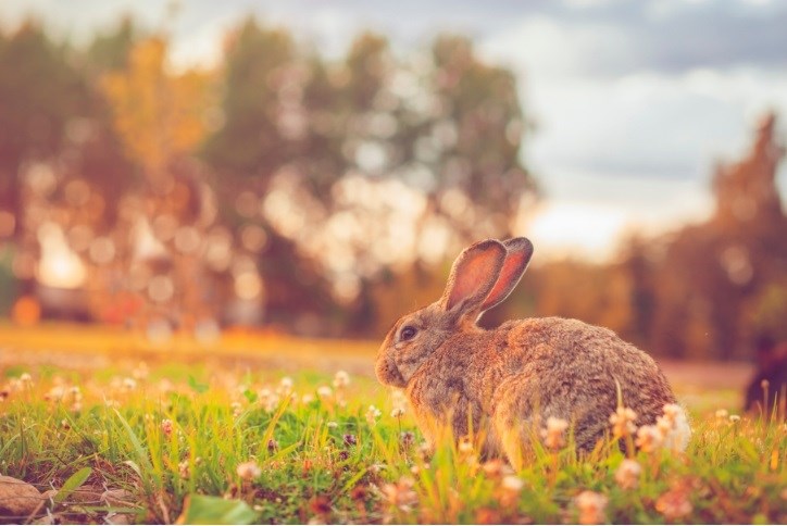 wild baby rabbits